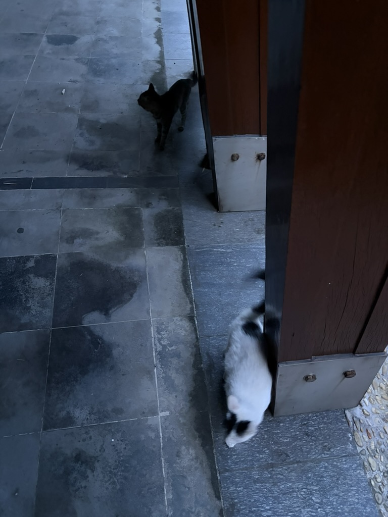 黑猫白猫